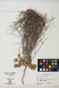 Eriogonum deflexum image