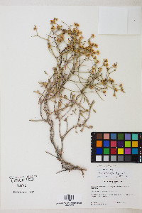 Eriogonum heermannii var. humilius image