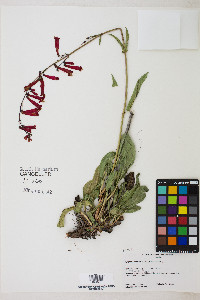 Penstemon eatonii image