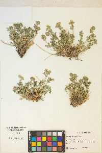 Potentilla pensylvanica image