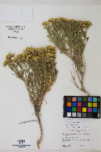 Chrysothamnus viscidiflorus subsp. lanceolatus image