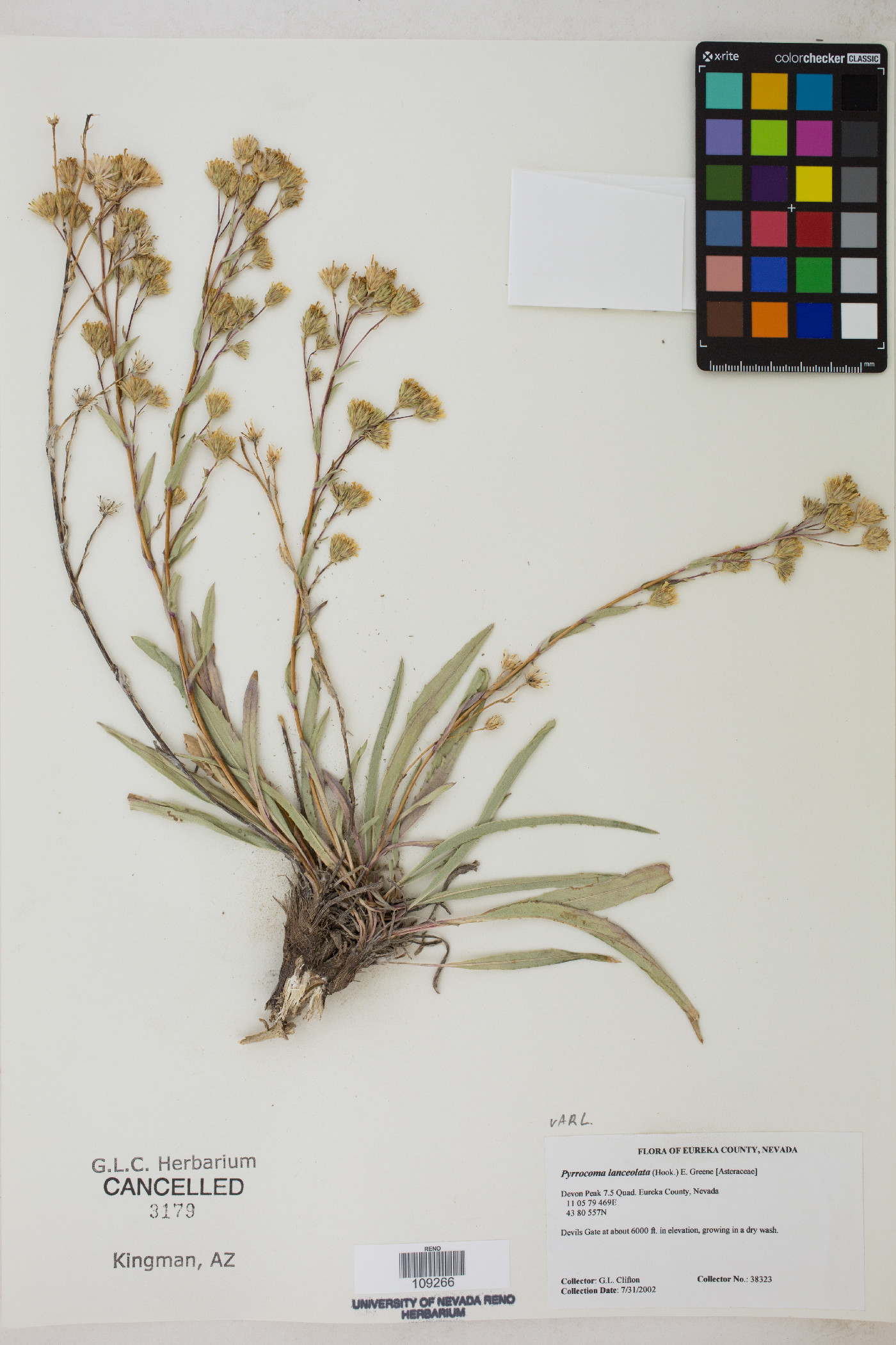 Pyrrocoma lanceolata var. lanceolata image