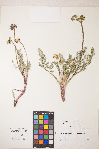 Lomatium austiniae image