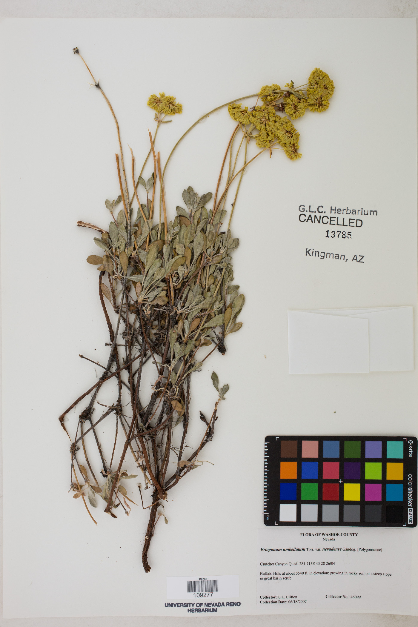 Eriogonum umbellatum var. nevadense image