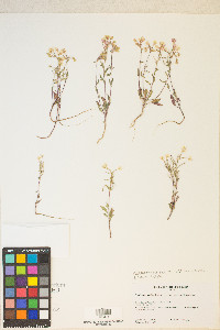 Eremothera boothii image