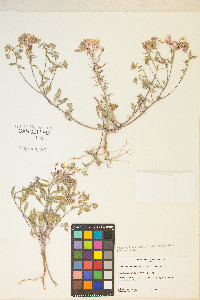 Eremothera boothii image