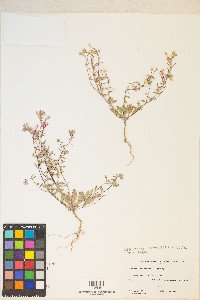 Eremothera boothii image