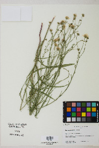 Almutaster pauciflorus image