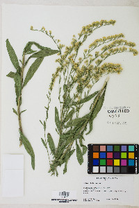 Solidago velutina image