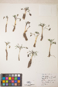 Lomatium linearifolium image