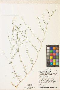 Epilobium brachycarpum image