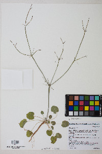 Eriogonum trichopes image