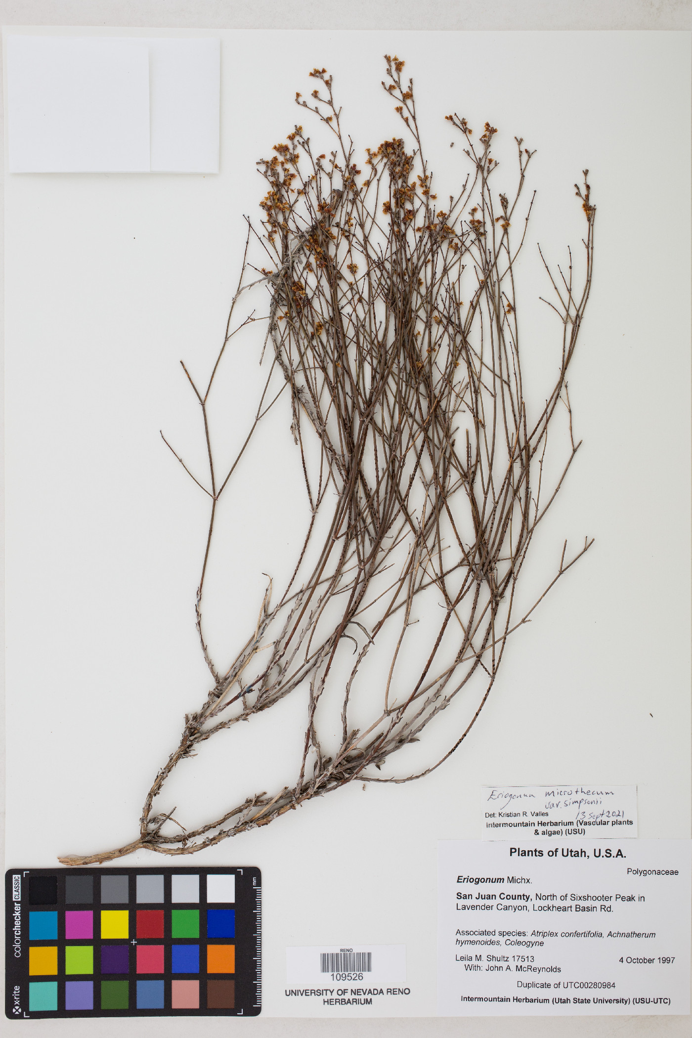 Eriogonum microtheca var. ambiguum image