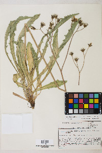 Crepis runcinata subsp. hallii image