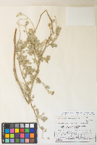 Sphaeralcea ambigua subsp. rosacea image