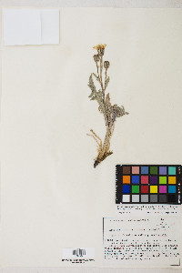 Crepis occidentalis subsp. pumila image