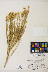 Ericameria nauseosa var. leiosperma image