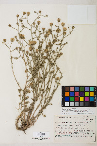 Dieteria canescens var. leucanthemifolia image