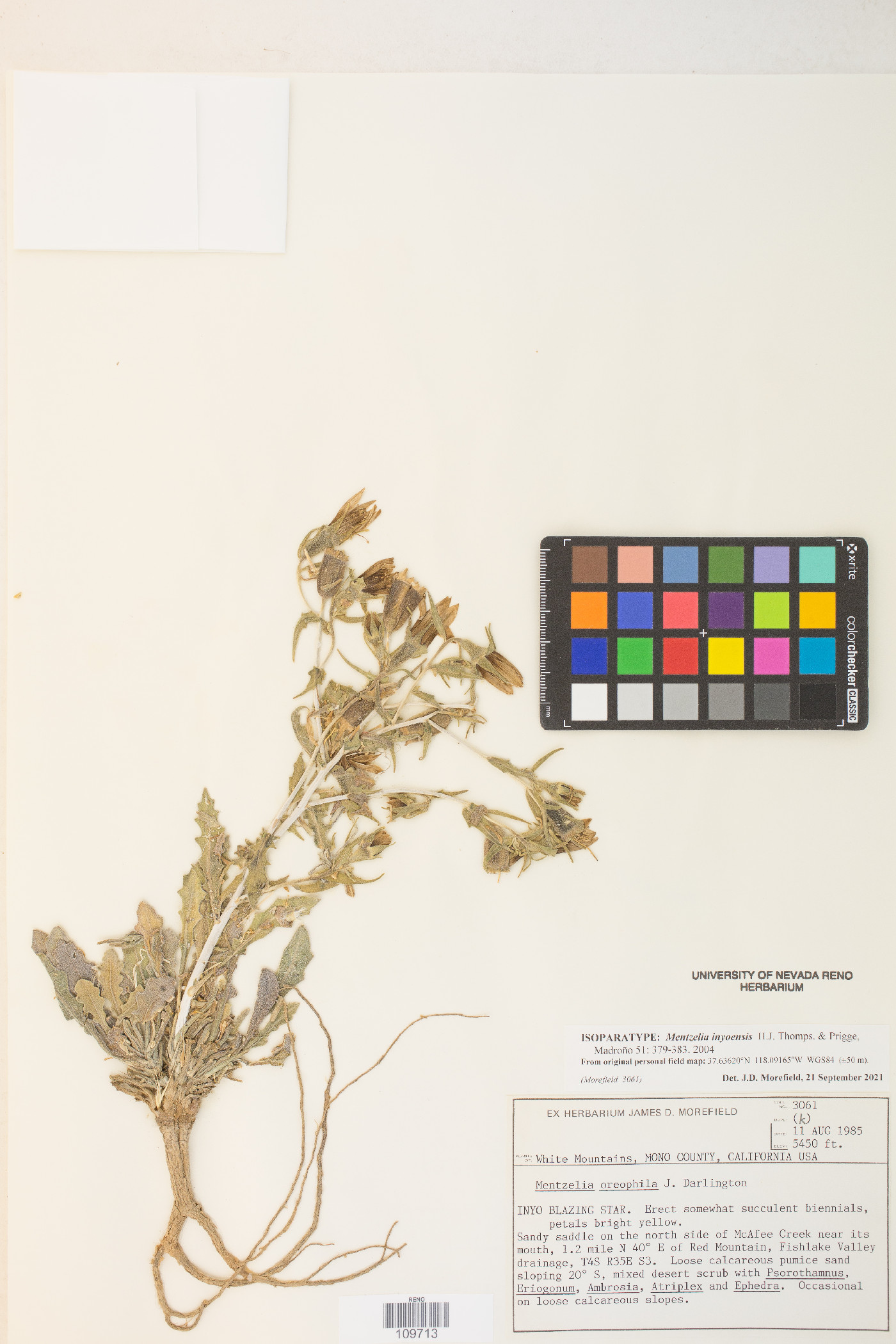 Mentzelia inyoensis image