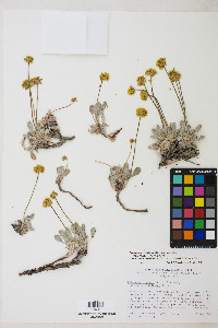 Eriogonum rosense image