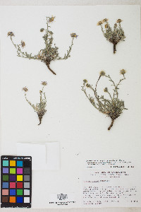 Erigeron clokeyi image