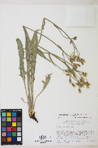 Crepis intermedia image