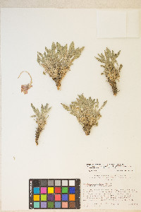 Oenothera cespitosa image