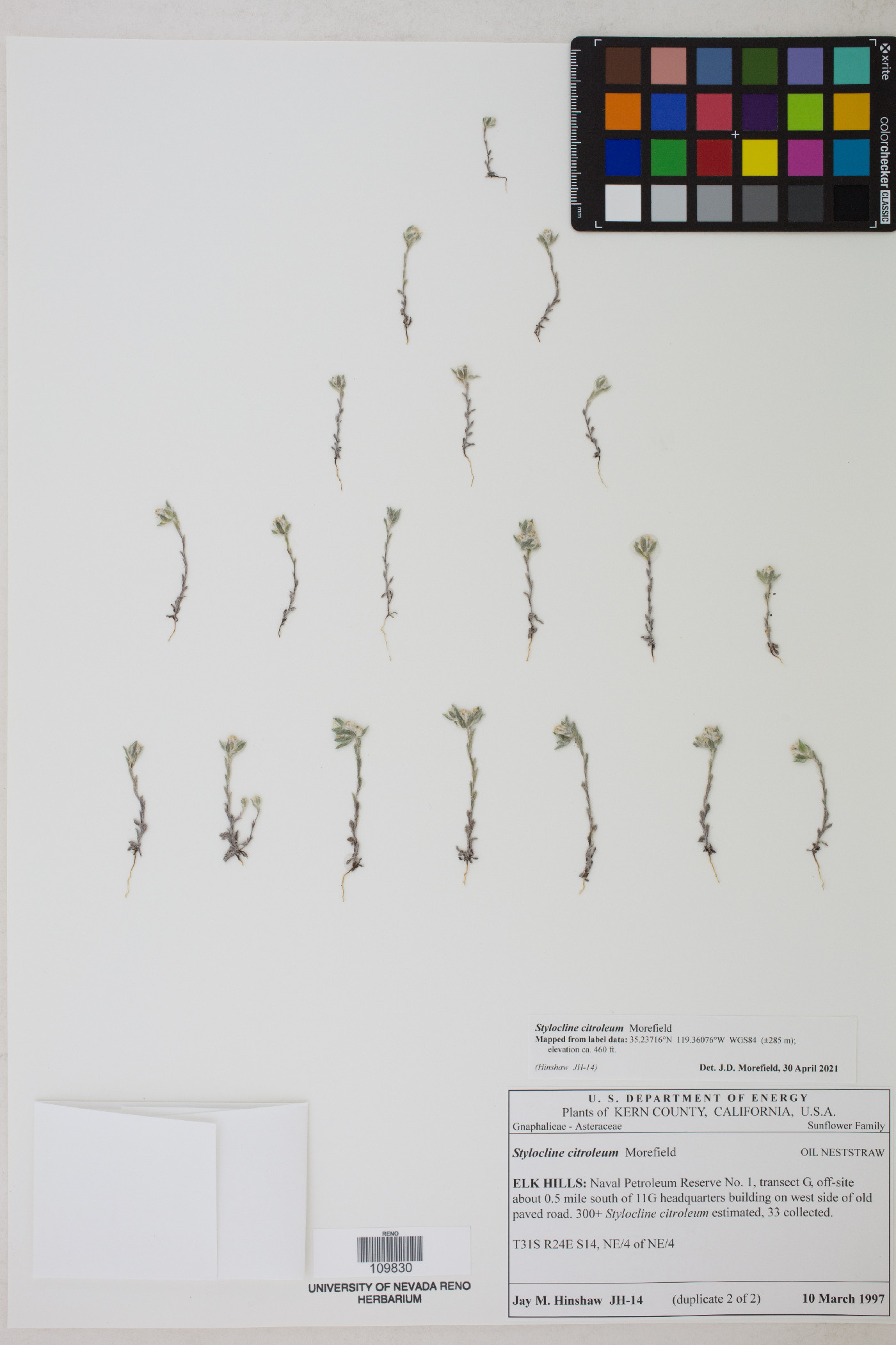 Stylocline citroleum image