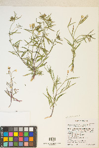 Eremothera refracta image