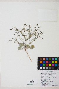 Eriogonum deflexum image