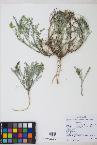 Astragalus lentiginosus var. salinus image