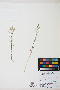 Stephanomeria exigua image