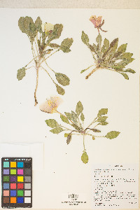 Oenothera cespitosa subsp. navajoensis image