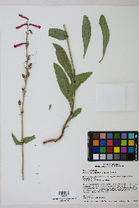 Penstemon eatonii subsp. eatonii image