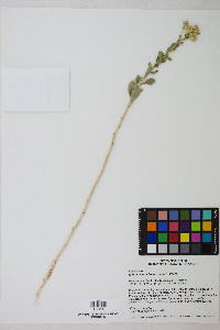 Isocoma acradenia var. eremophila image