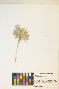 Oenothera deltoides image