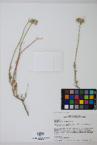 Eriogonum fasciculatum image