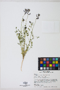 Astragalus preussii var. laxiflorus image