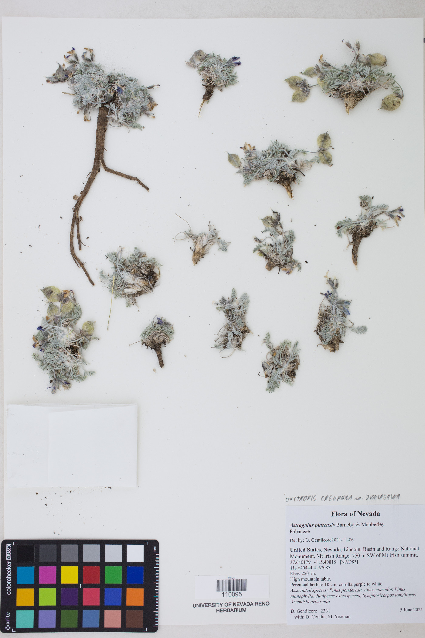Oxytropis oreophila var. juniperina image