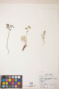 Lomatium fimbriatum image