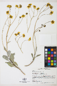 Encelia farinosa image