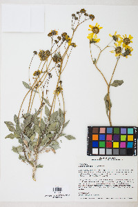 Encelia farinosa image