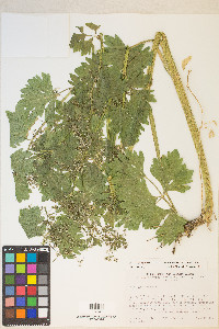 Apium graveolens image