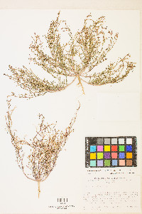 Camissonia pusilla image