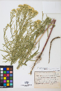 Euthamia occidentalis image