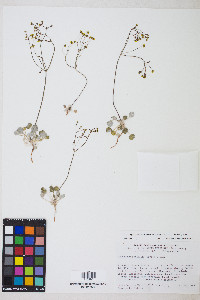 Eriogonum pusillum image