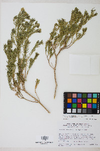 Peucephyllum schottii image