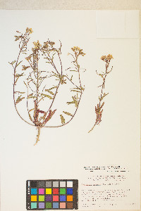 Eremothera refracta image