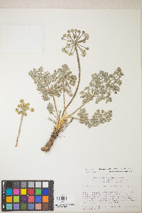 Lomatium mohavense image