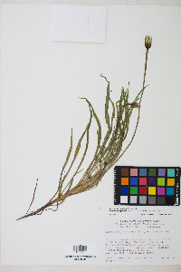 Uropappus lindleyi image